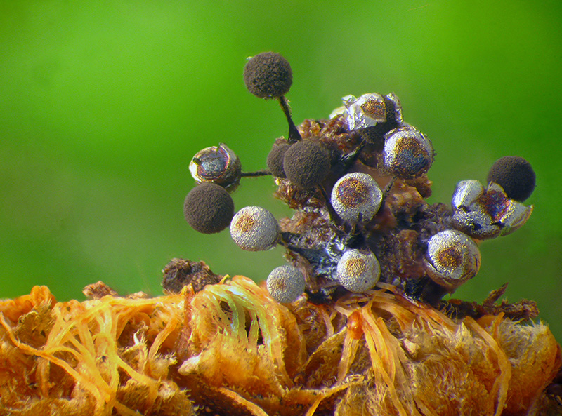 Lamproderma (arcyrionema?)